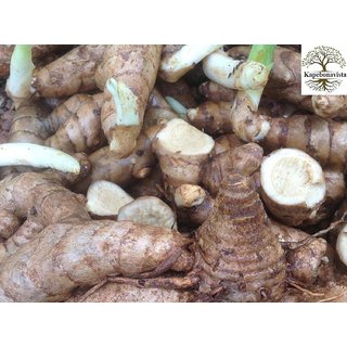                       Kapebonavista Kasturi Manjal Wild Turmeric Curcuma Aromatica Rhizome for Plantation                                              