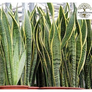                       Kapebonavista Naturals Sansevieria trifasciata -Snake Asparagaceae Plant Live Plant with Poly Bag                                              