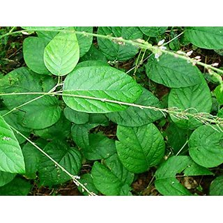                       Kapebonavista desmodium gangeticum sapling plant, sal leaved desmodium, shalaparni                                              