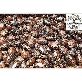                       Kapebonavista Arandi Beej Castor Seeds Beej Chittamankku Veranda Beans Amanakku Ricinus Communis 250g                                              