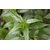 Kapebonavista Bismarckia Nobilis Madagascar 4 Years 8 Month Old Plants