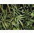 Kapebonavista Dabra sapling plant, krushna purni, (uraria picta)