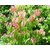 Kapebonavista Dabra sapling plant, krushna purni, (uraria picta)