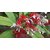 Kapebonavista sarpagandha five month plants (rauvolfia serpentina)