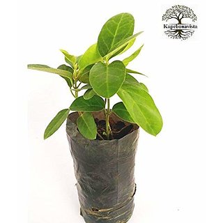                       Kapebonavista Antamul Damabuti Antamool Arkaparni 2 Month Old Tylophora Indica Living Plant in Poly Bag                                              