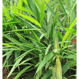                       Kapebonavista Bacha alpinia galanga sapling plant, languas galanga                                              