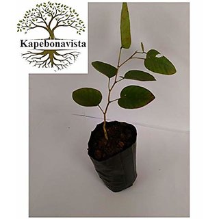                       Kapebonavista Red sandalwood 2.5 ft sapling plants, red sanders - pterocarpus santalnus                                              