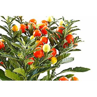 Kapebonavista ASHWAGANDHA INDIAN GINSENG HERB SEEDS (AVG 50-100) SEEDS X 10 PACKET Kapebonavista ASHWAGANDHA INDIAN GINSENG HERB SEEDS (AVG 50-100) SEEDS X 10 PACKET
