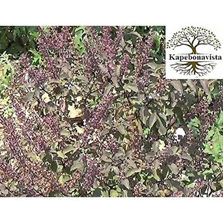 Kapebonavista Kapebonavista Kala Black Tulsi Ocimum Tenuiflorum Living Plant in Poly Bag Kapebonavista Kapebonavista Kala Black Tulsi Ocimum Tenuiflorum Living Plant in Poly Bag