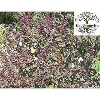                       Kapebonavista Kapebonavista Kala Black Tulsi Ocimum Tenuiflorum Living Plant in Poly Bag                                              