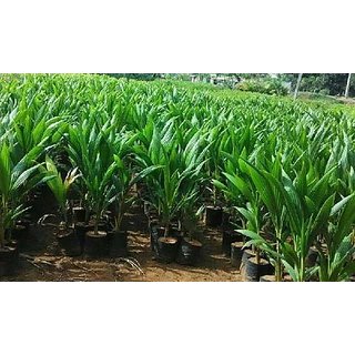 Kapebonavista Kapebonavista Max Agro Supari Plant Betel Nut Areca catechu Living Plant Kapebonavista Kapebonavista Max Agro Supari Plant Betel Nut Areca catechu Living Plant