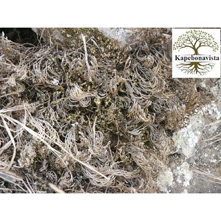 Kapebonavista Sanjeevani lakshman buti Selaginella Bryopteris Resurection Plant Hydrophile Jericho Rose 100gm Kapebonavista Sanjeevani lakshman buti Selaginella Bryopteris Resurection Plant Hydrophile Jericho Rose 100gm