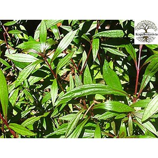 Kapebonavista Ayapan Vishalyakarni Ayaparna Aiyappana Eupatorium Triplinerve Living Plant with Poly Bag Kapebonavista Ayapan Vishalyakarni Ayaparna Aiyappana Eupatorium Triplinerve Living Plant with Poly Bag