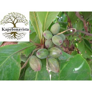                       Kapebonavista indian almond sappling plant, jangli badam, postabadam                                              