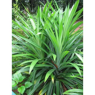                       Kapebonavista Max Agro Biryani Leaves Rampe-Pandanus Amaryllifolius Live Plant                                              