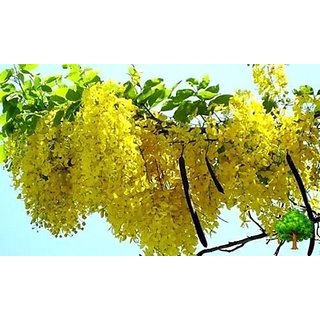 Kapebonavista 20 Golden Shower Tree Rare Rush Yellow Cassia Fistula Beauty Exotic Kapebonavista 20 Golden Shower Tree Rare Rush Yellow Cassia Fistula Beauty Exotic