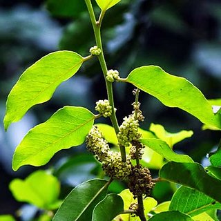                       putranjiva roxburghii Plant                                              