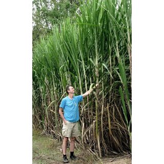                       Kapebonavista Tallest Sugarcane100 seeds                                              
