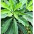 All Season Gardens Rare Exotic Fruit Dwarf Rare Coconut Combo Live Plants (6 Healthy Coconuts)