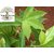 Kapebonavista rare painted spiral ginger 4 month old plant (costus pictus)