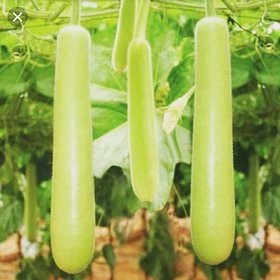 Ghiya Hybrid Vegetable Seeds Pack Of 10 Premium Seeds