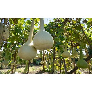 Vegetable Seeds Bottle Gourd Bulb Round Lauki Seeds -20 Best Quality Seeds
