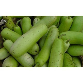                       Lauki Vegetable F1 Hybrid Bottle Gourd Seeds - 20 Premium Seeds                                              