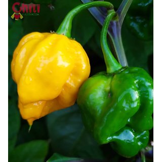                       Yellow and Green Capsicum Imported Seeds - Pack Of 50 Seeds                                              