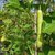 Bottle Gourd Long Lauki Vegetable Seeds - Pack Of 20 Seeds