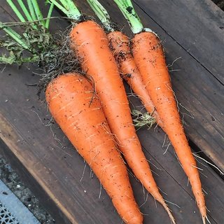                       Carrot Vegetable Hybrid Seeds Pack Of 100 Premium Seeds                                              