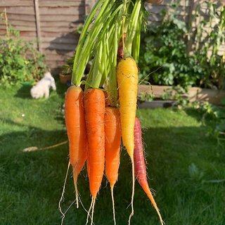                       Hybrid Orange Carrot Vegetables Seeds                                              