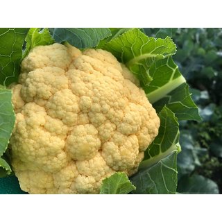                       Organic F1 Hybrid Cauliflower Vegetables Seeds Pack of 100 Premium Seeds                                              