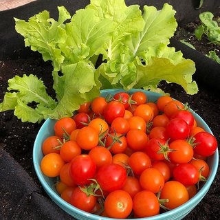                       Vegetable Seeds Cherry Tomato F1 Hybrid Best Quality Seeds - 50 Seeds Pack                                              