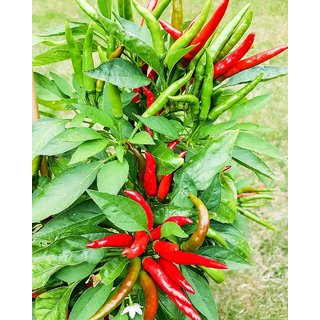 Red Chilli Pepper Exotic Seeds - 50 Seeds Pack