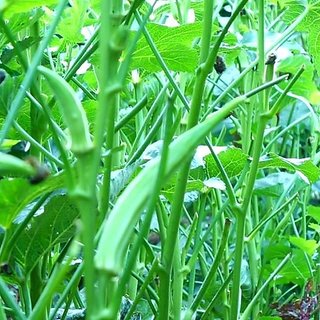                       Lady Finger Bhindi Vegetables Seeds Pack Of 25 Hybrid Seeds                                              