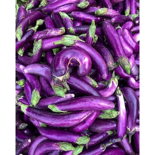                       Purple Long Brinjal Seeds - 50 seeds                                              