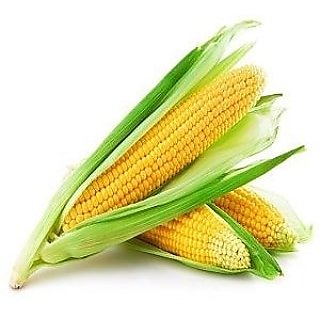 American Sweet Corn Hybrid Quality Seeds  - 10 Seeds Pack