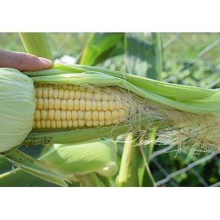                       Sweet Corn (Makka) Best Quality Seeds - Pack Of 50 Premium Seeds                                              