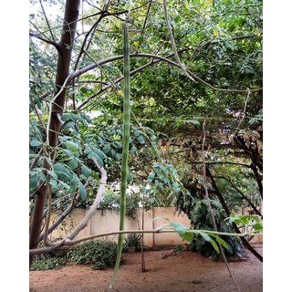Vegetables Seeds Moringa Drumstick High Germinated Seeds Vegetables Seeds Moringa Drumstick High Germinated Seeds