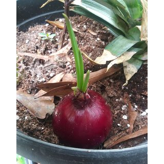                       Onion F1 Hybrid Seeds - Pack Of 100 Best Quality Seeds                                              