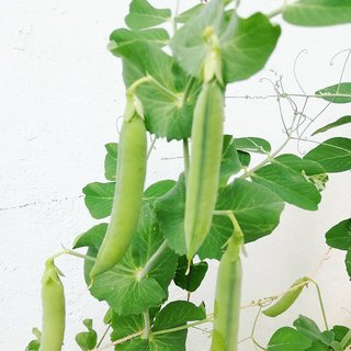                       10 Pc High Yielding Hybrid Peas Vegetables Seeds                                              