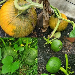                       Pumpkin Vegetables Seeds - 25 Seeds Pack                                              