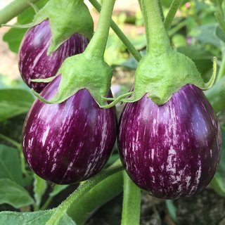                       Purple Round Brinjal Best Quality Seeds - 100 Premium Seeds                                              