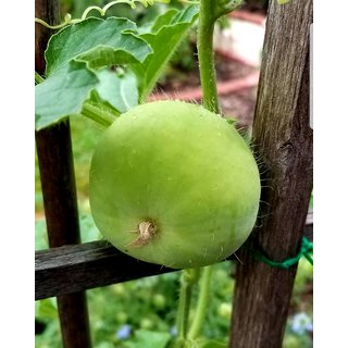                       Round Gourd (Tinda) Vegetables Hybrid Seeds - 10 Seeds Pack                                              