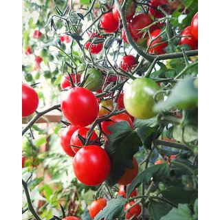                       Rare Imported Tomato Seeds - 100 Seeds Pack                                              