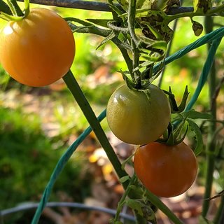                       Green Tomato Desi Vegetables Seeds - 100 Premium Seeds                                              