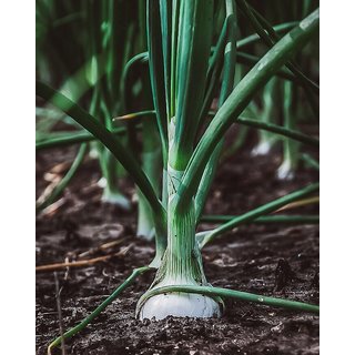                       White Onion Vegetables Seeds - 50 Seeds Pack                                              