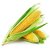 American Sweet Corn Hybrid Quality Seeds  - 10 Seeds Pack