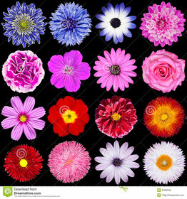 Flowers Combo Ten Type Of Flowers Best Quality Seeds -10 pc each