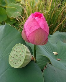 Lotus Flower Seeds